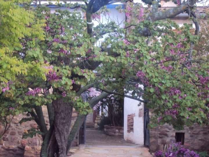 Casa Rural Los Lilos Gotor ภายนอก รูปภาพ